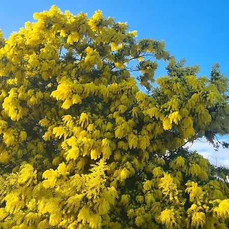 A Suara * Canale-di-Verde