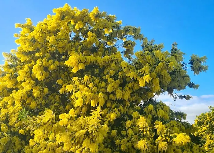 A Suara * Canale-di-Verde